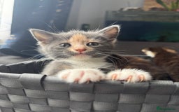 Mixed Breed cats for sale: Kittens  - Image 8