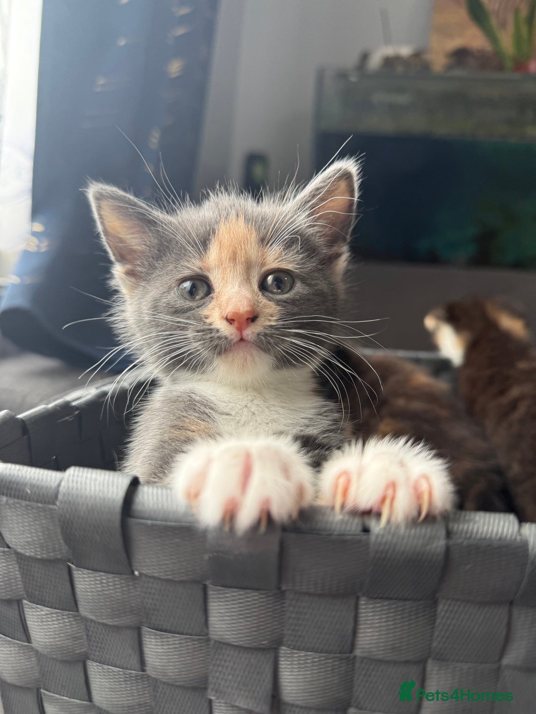 Mixed Breed cats for sale: Kittens  - Image 8
