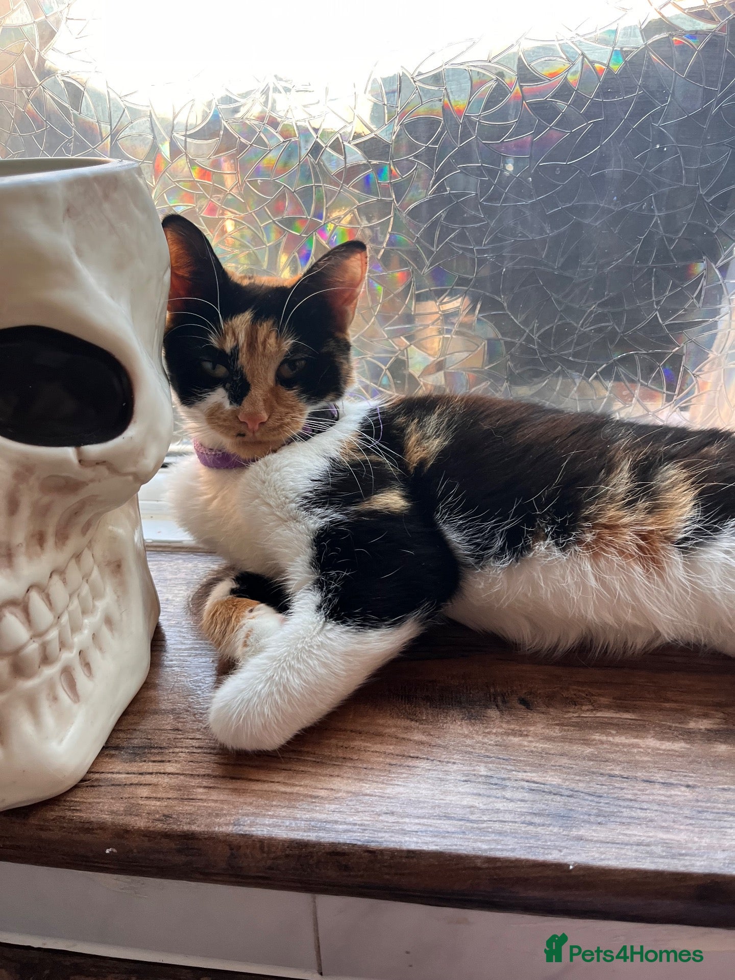 Mixed Breed cats for sale: Ella + Tilly  - Advert 2