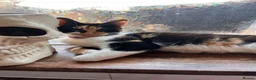 Mixed Breed cats for sale: Ella + Tilly  - Advert 1