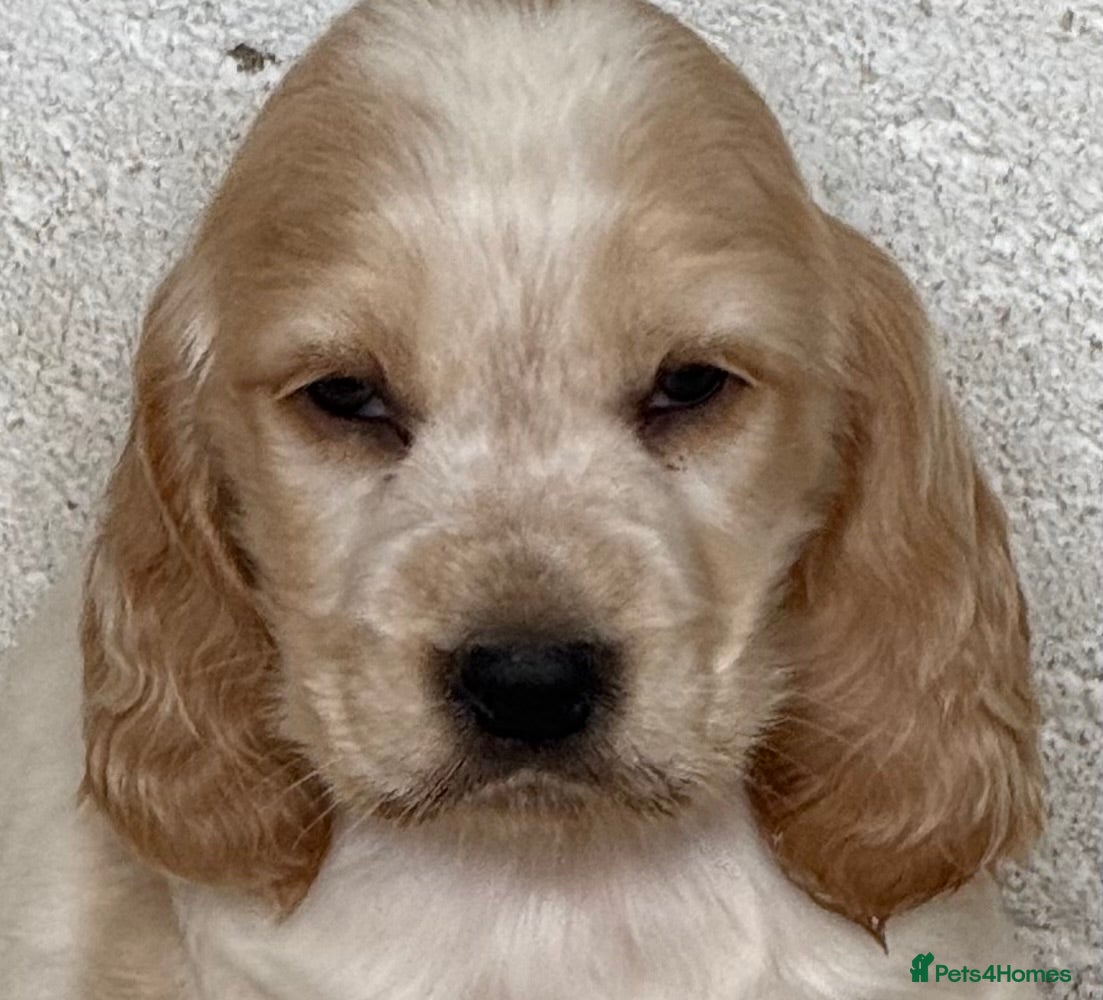 Cocker Spaniel dogs LAST BOY - GORGEOUS LEMON ROAN AVAILABLE  - Advert 1