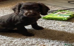 English Springer Spaniel dogs for sale: Girl springer spaniel  - Advert 2