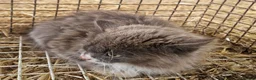 Mixed Breed cats for sale: Grey kitten - Advert 1
