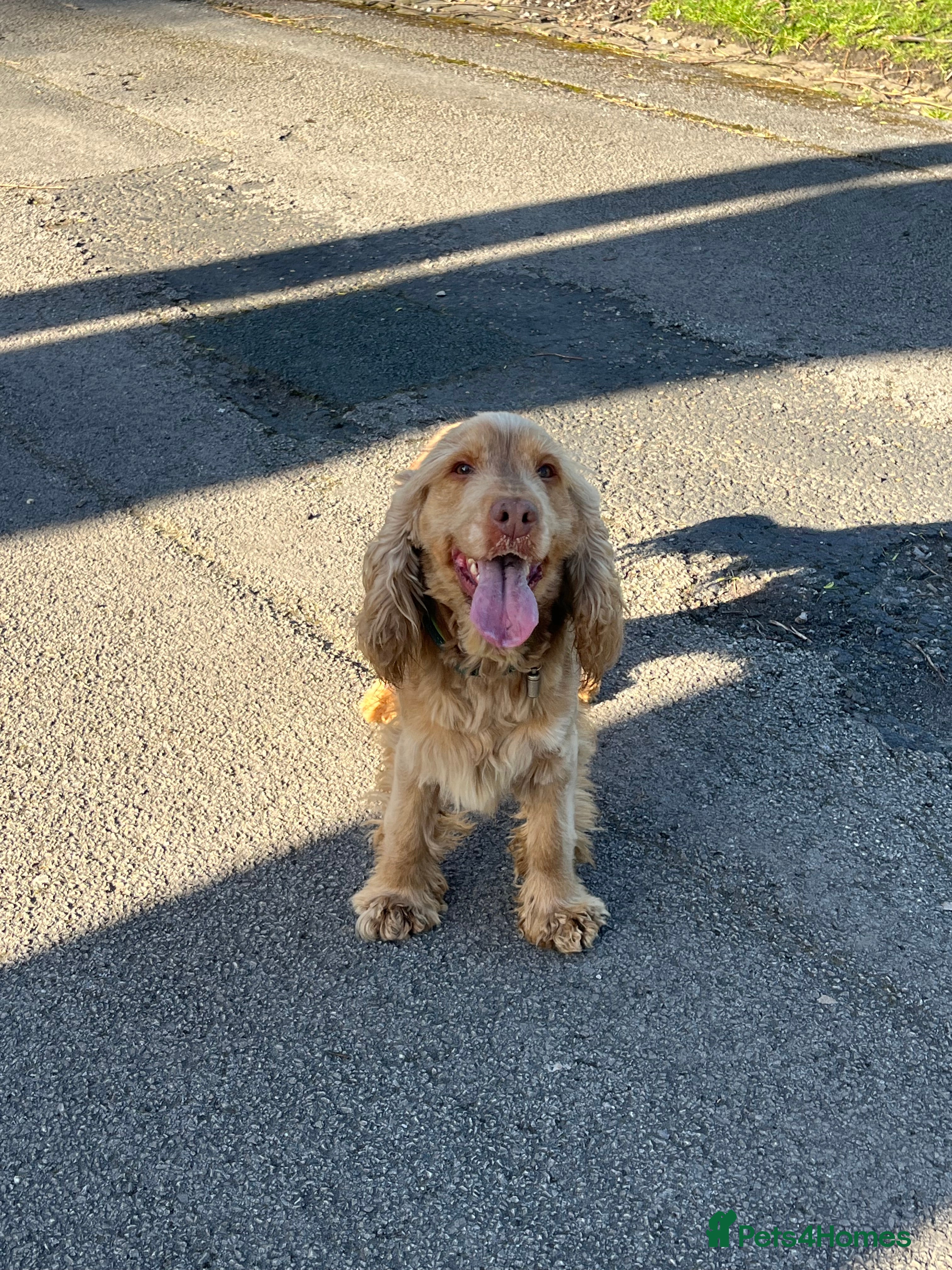 Cocker Spaniel dogs Cocker spaniel stud - Advert 4