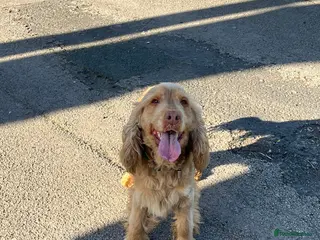 Cocker Spaniel dogs Cocker spaniel stud - Advert 4