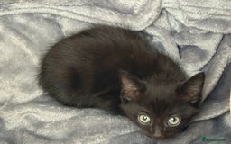 Mixed Breed cats for sale: 9 week old female kitten  - Image 1