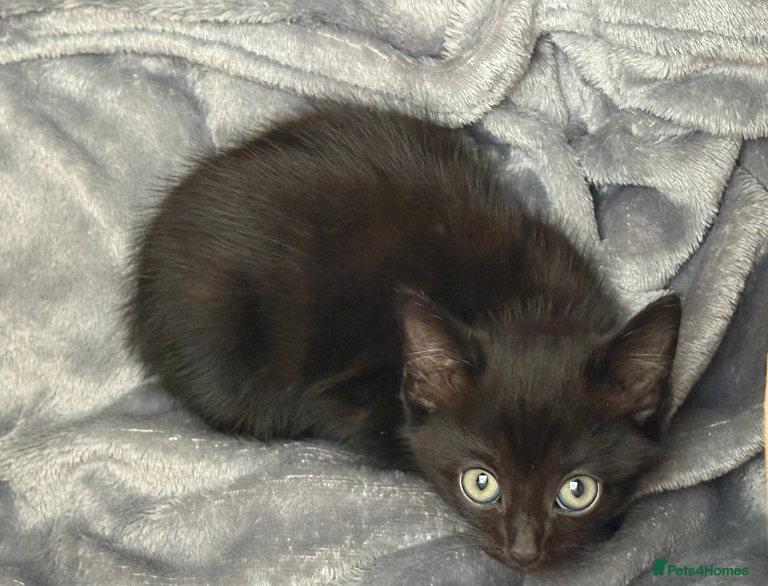 Mixed Breed cats for sale: 9 week old female kitten  - Image 1