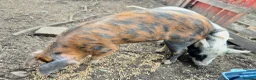 Pig livestock for sale: Pet Pigs - Advert 12