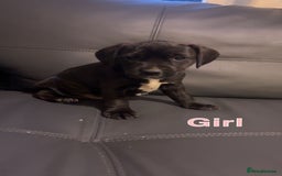 Mixed Breed dogs for sale: Staffy cross cocker spaniel pups for sale  - Image 8