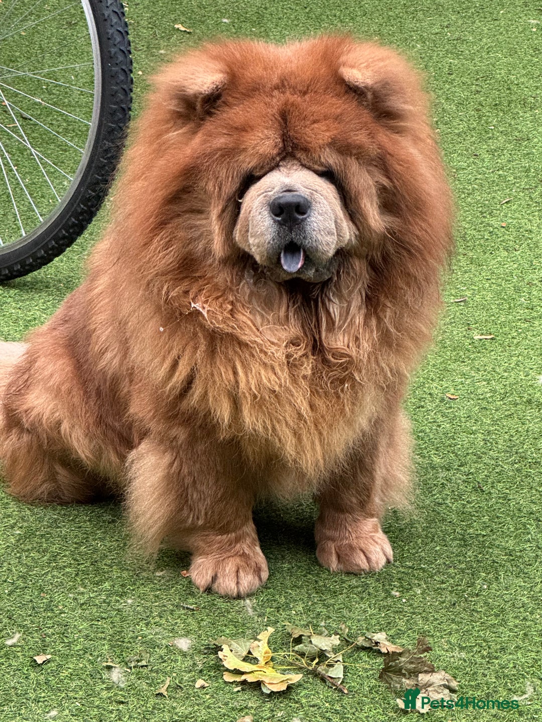 Chow Chow dogs for sale: Loving chow chow looking for a new home - Image 2