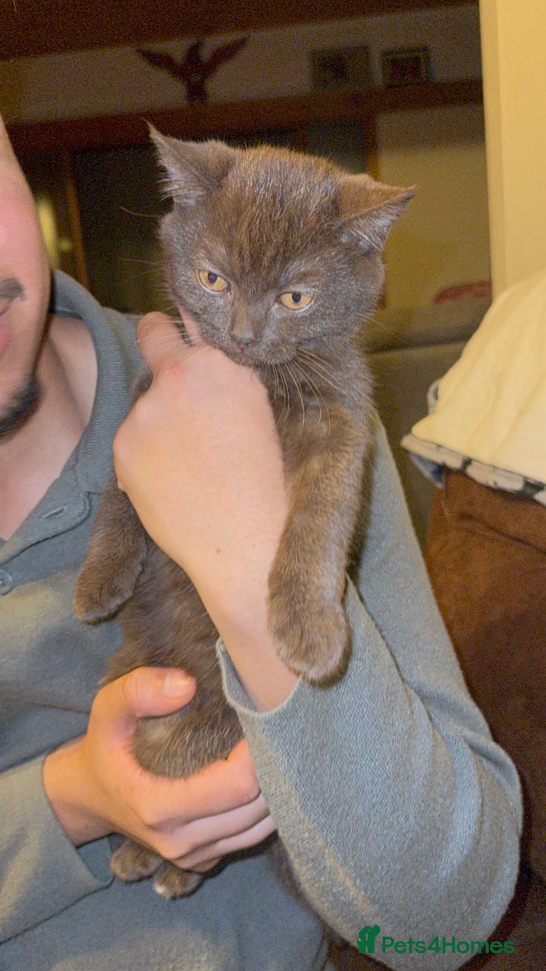 British Shorthair cats for sale: Chocolate British Shorthair  - Image 4