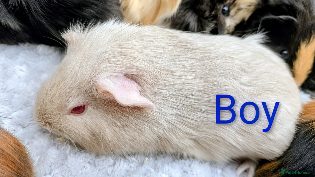 Guinea Pig rodents for sale: Beautiful Baby Guinea Pigs  - Advert 2