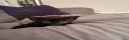 Domestic Shorthair cats for sale: 2x female kittens available.  - Advert 8