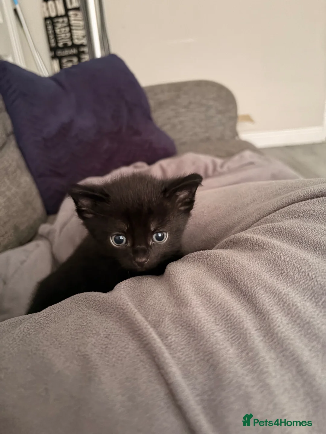 Domestic Shorthair cats for sale: 2x female kittens available.  - Advert 8