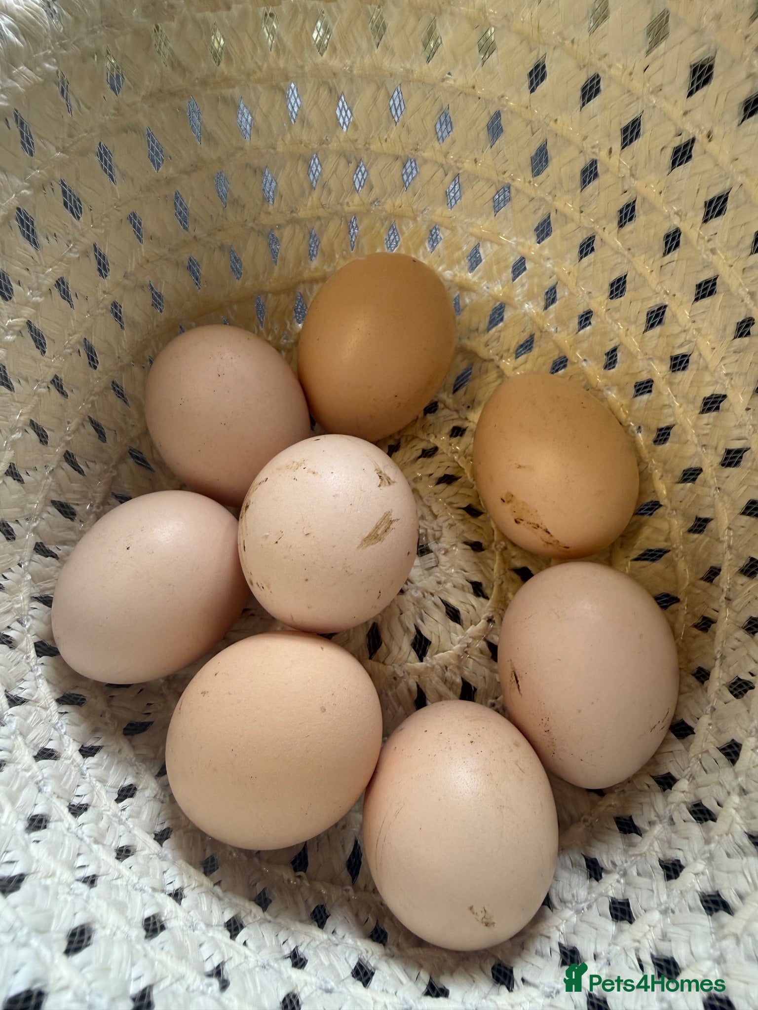Chickens poultry Hatching eggs Pekin bantams & silkie  - Advert 3