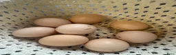 Chickens poultry for sale: Hatching eggs Pekin bantams & silkie  - Advert 1