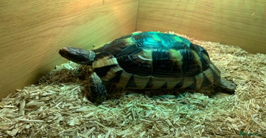 Tortoise reptiles - Advert 4