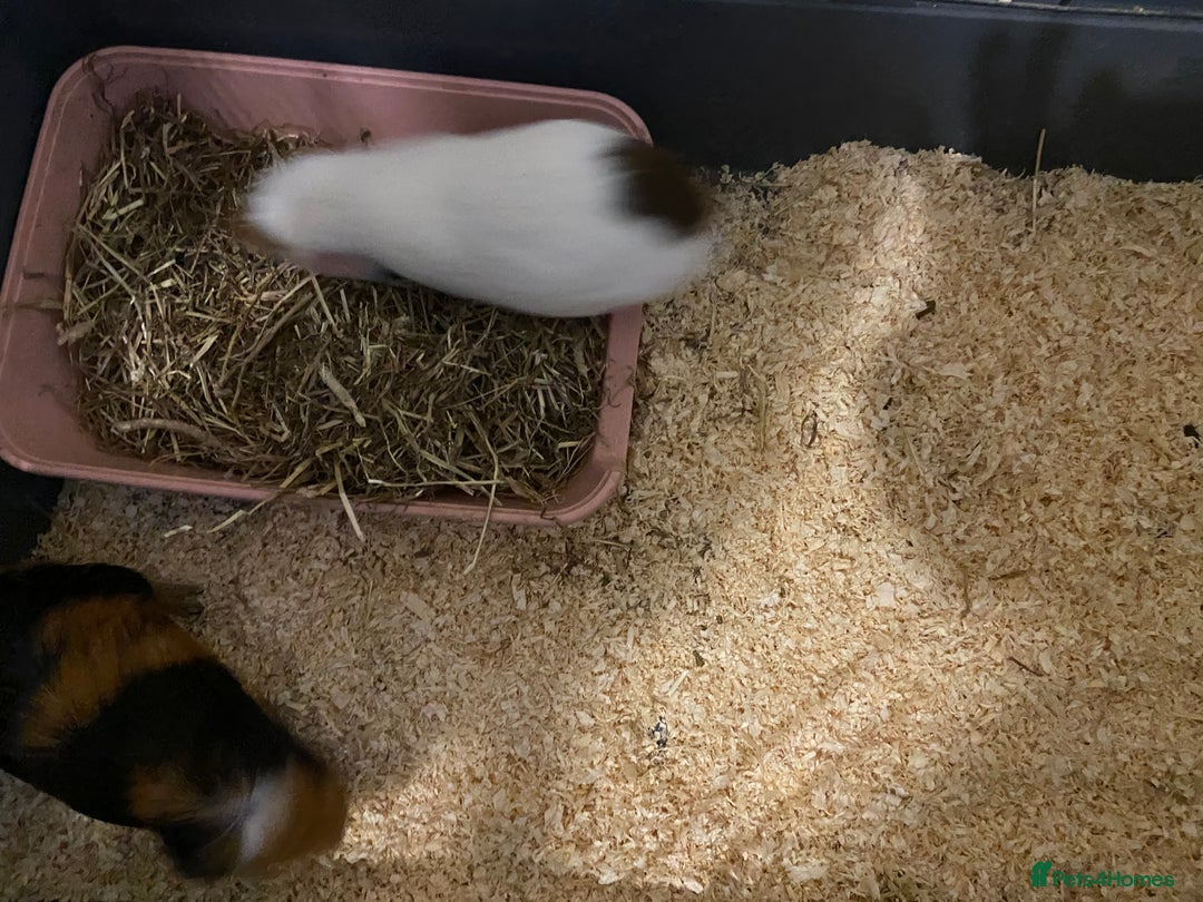 Guinea Pig rodents for sale: 2 Beautiful guinea - Advert 4