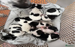 Pointer dogs for sale: English pointer puppies  - Image 1