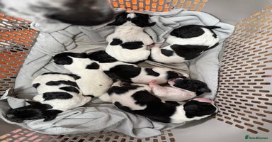 Pointer dogs - Advert 7