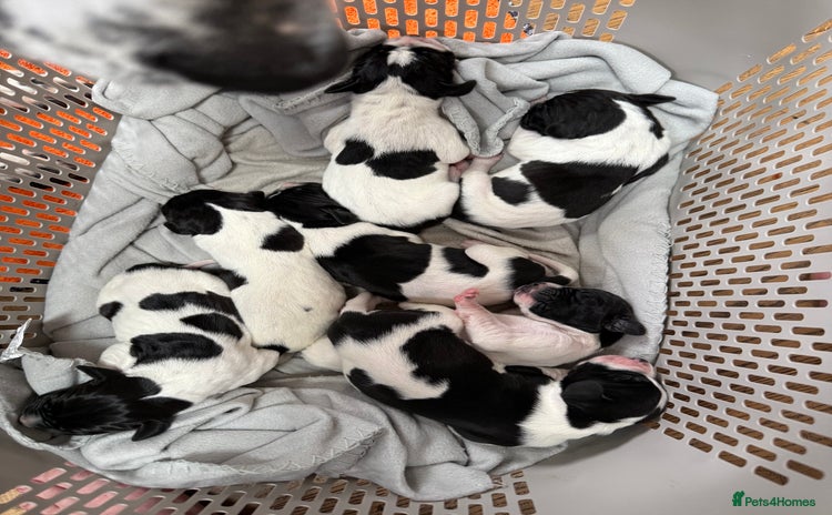 Pointer dogs - Advert 1