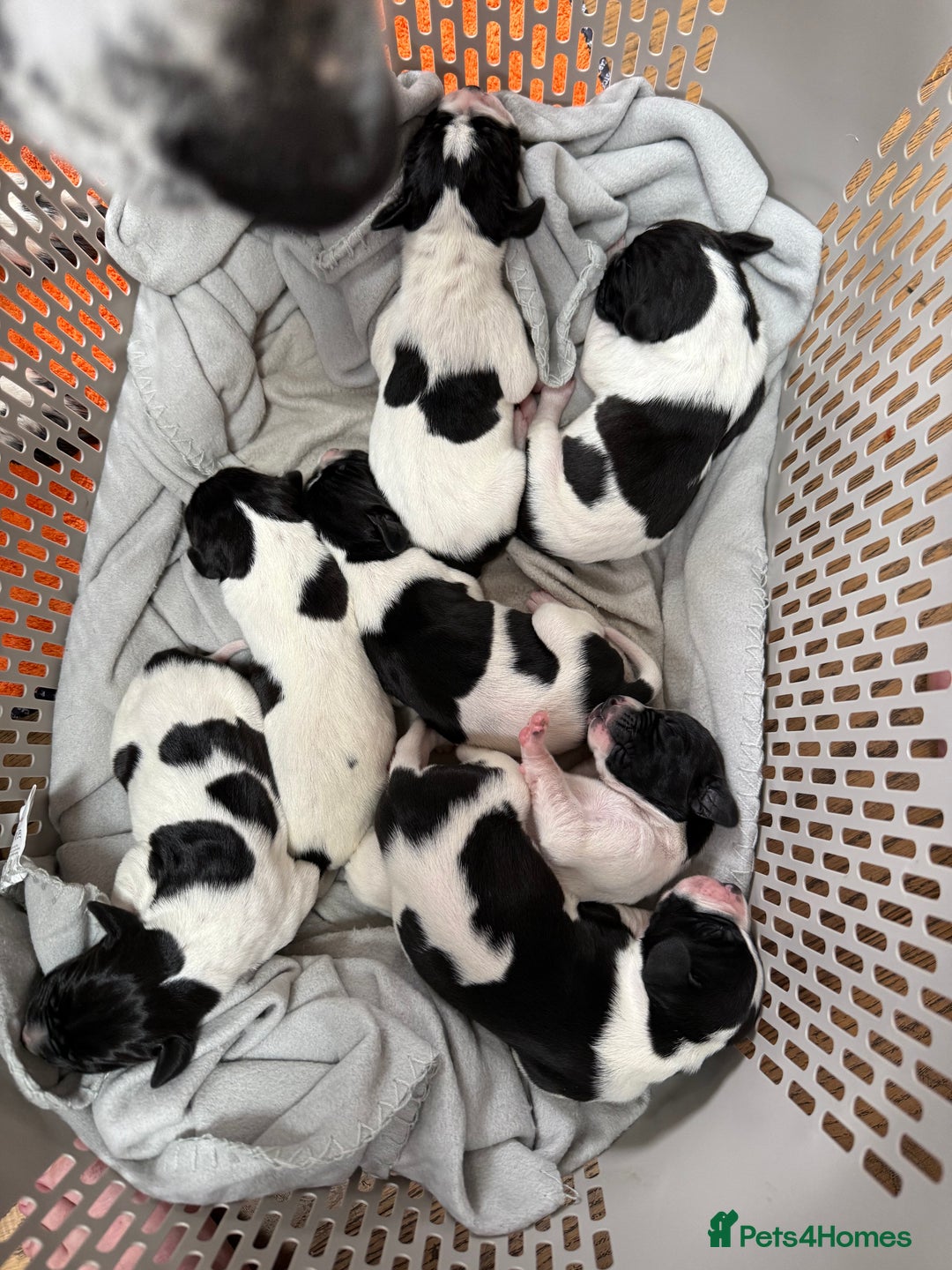Pointer dogs for sale: English pointer puppies  - Image 1