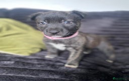 Mixed Breed dogs for sale: Husky x staffy - Image 4