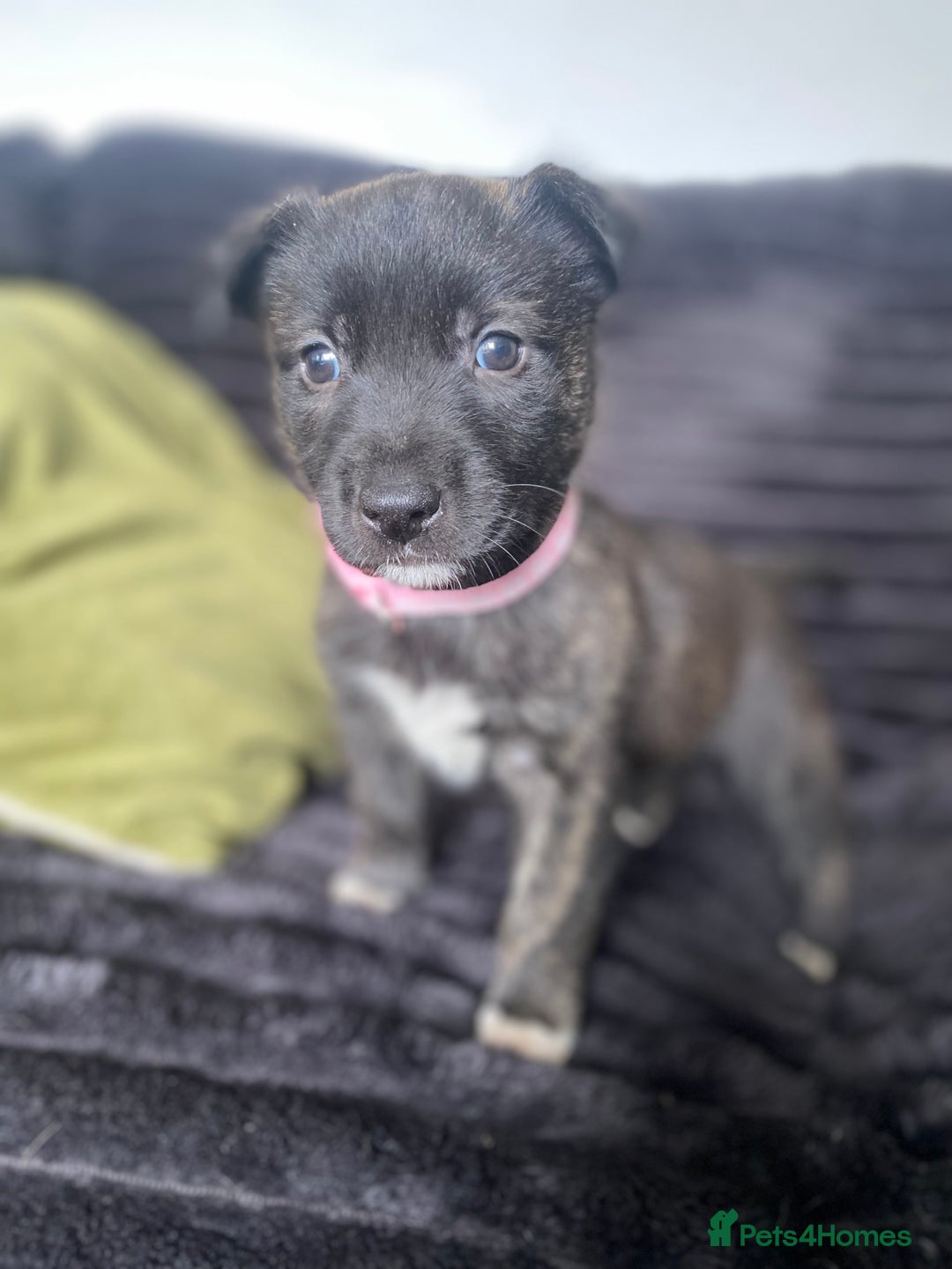 Mixed Breed dogs for sale: Husky x staffy - Image 4