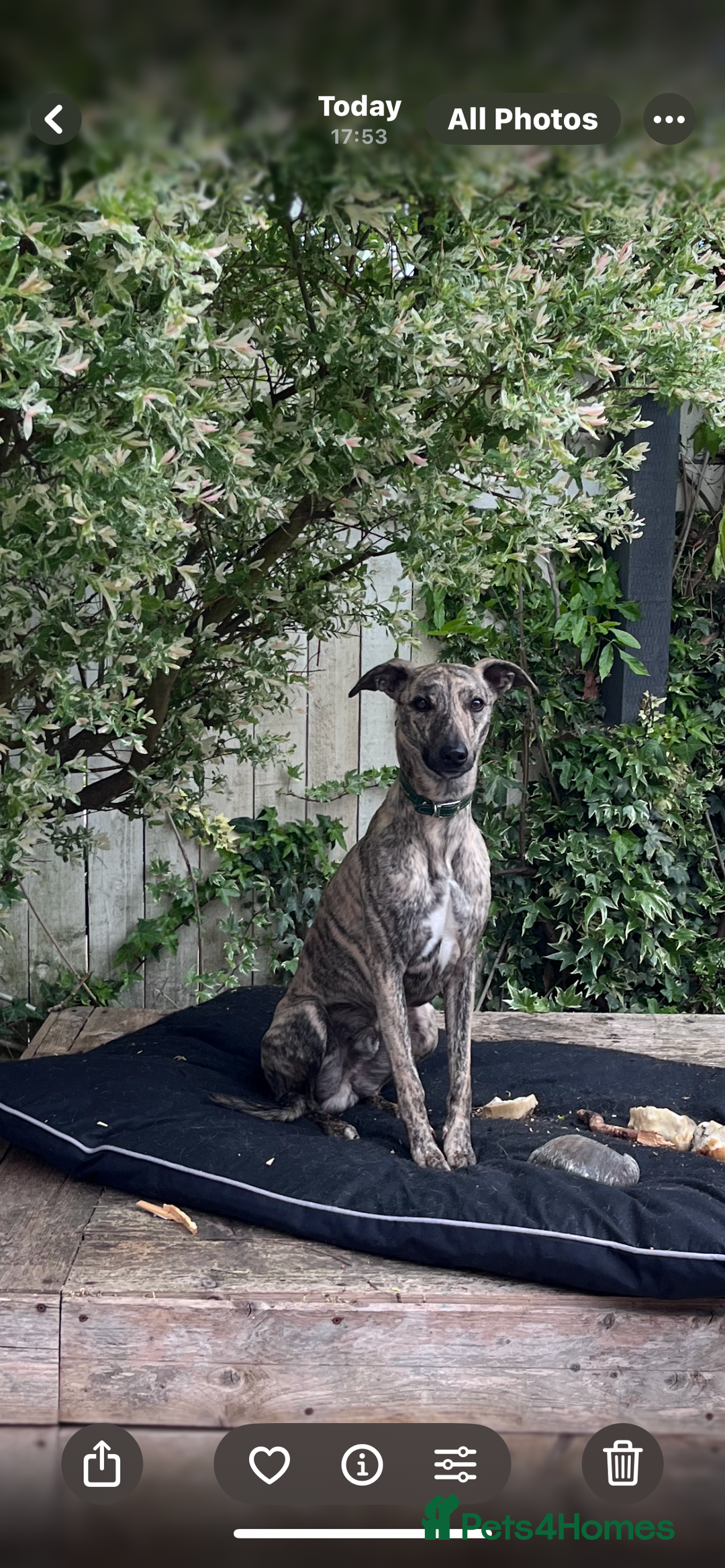 Whippet dogs for sale: Whippet Male  - Advert 1