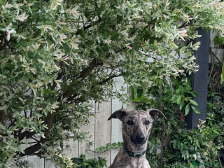 Whippet dogs Whippet Male - Advert 1