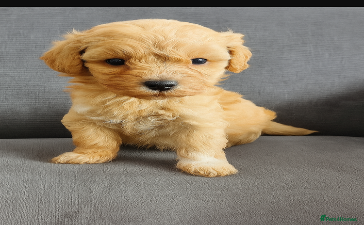 Maltipoo dogs - Advert 7
