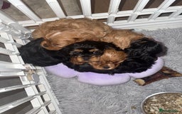 Cavalier King Charles Spaniel dogs for sale: TWO CAVALIER KING CHARLES BOYS AVAILABLE NOW - Image 11