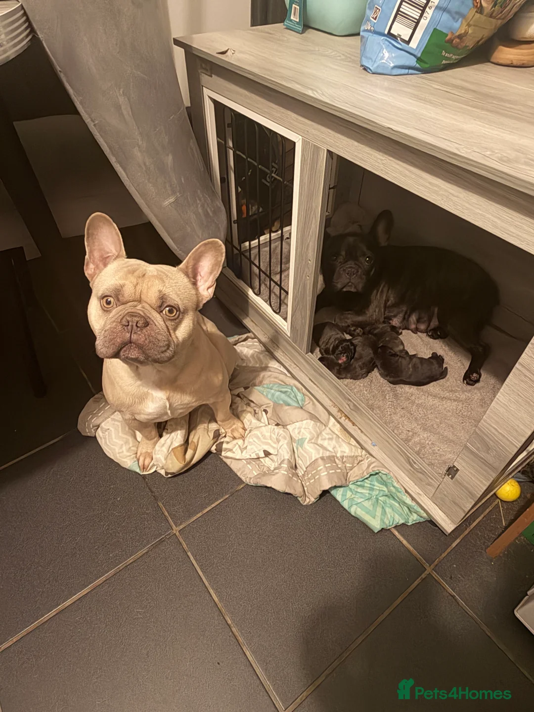 French Bulldog dogs for sale: French Bulldogs for sale  - Advert 4