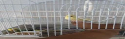 Budgerigars birds for sale: Pair of beautiful hand tamed budgies  in Bolton - Advert 4