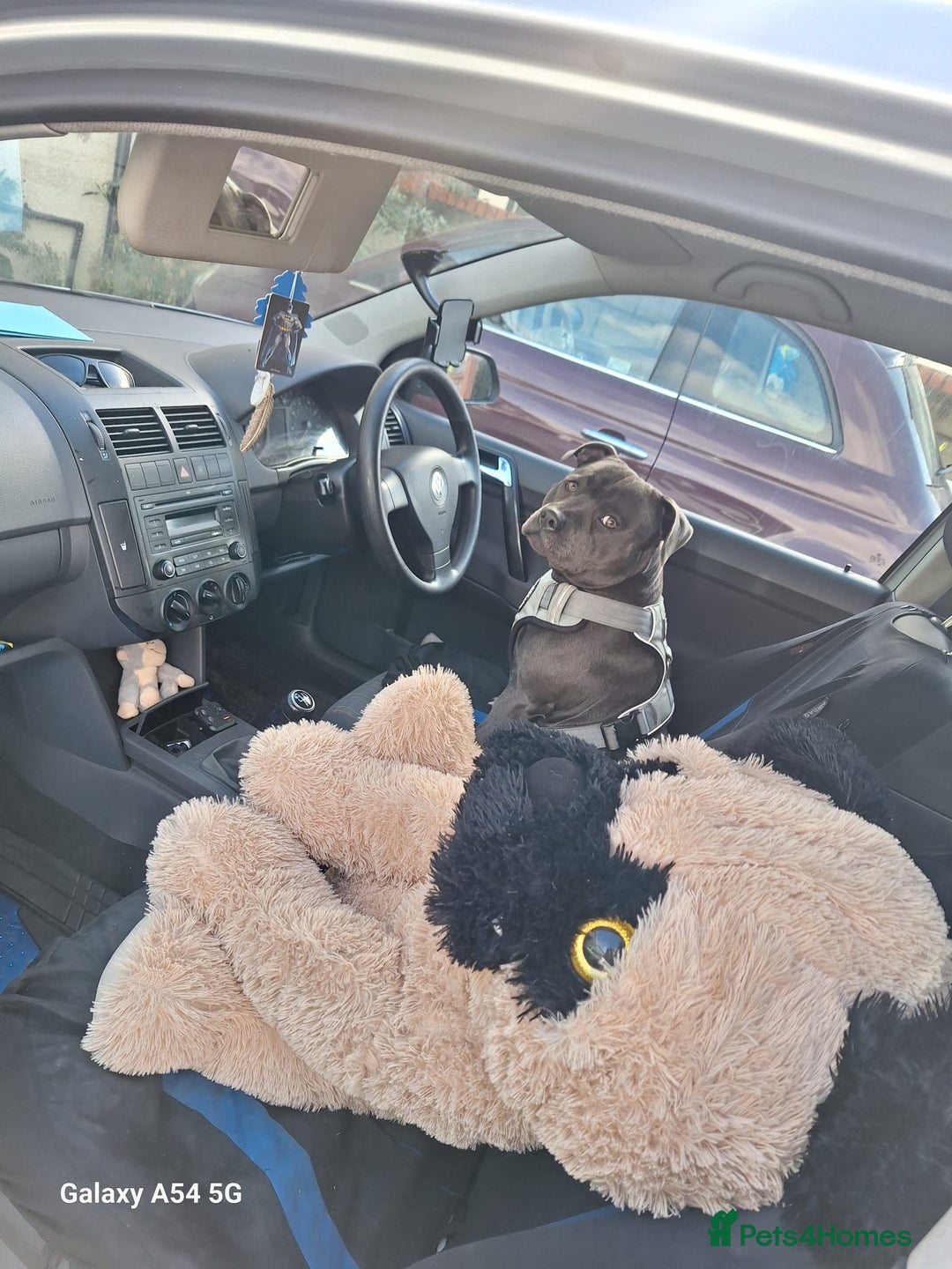 Staffordshire Bull Terrier dogs for stud: **FOR STUD** KC REGISTERED BLUE STAFF BULL TERRIOR - Advert 29