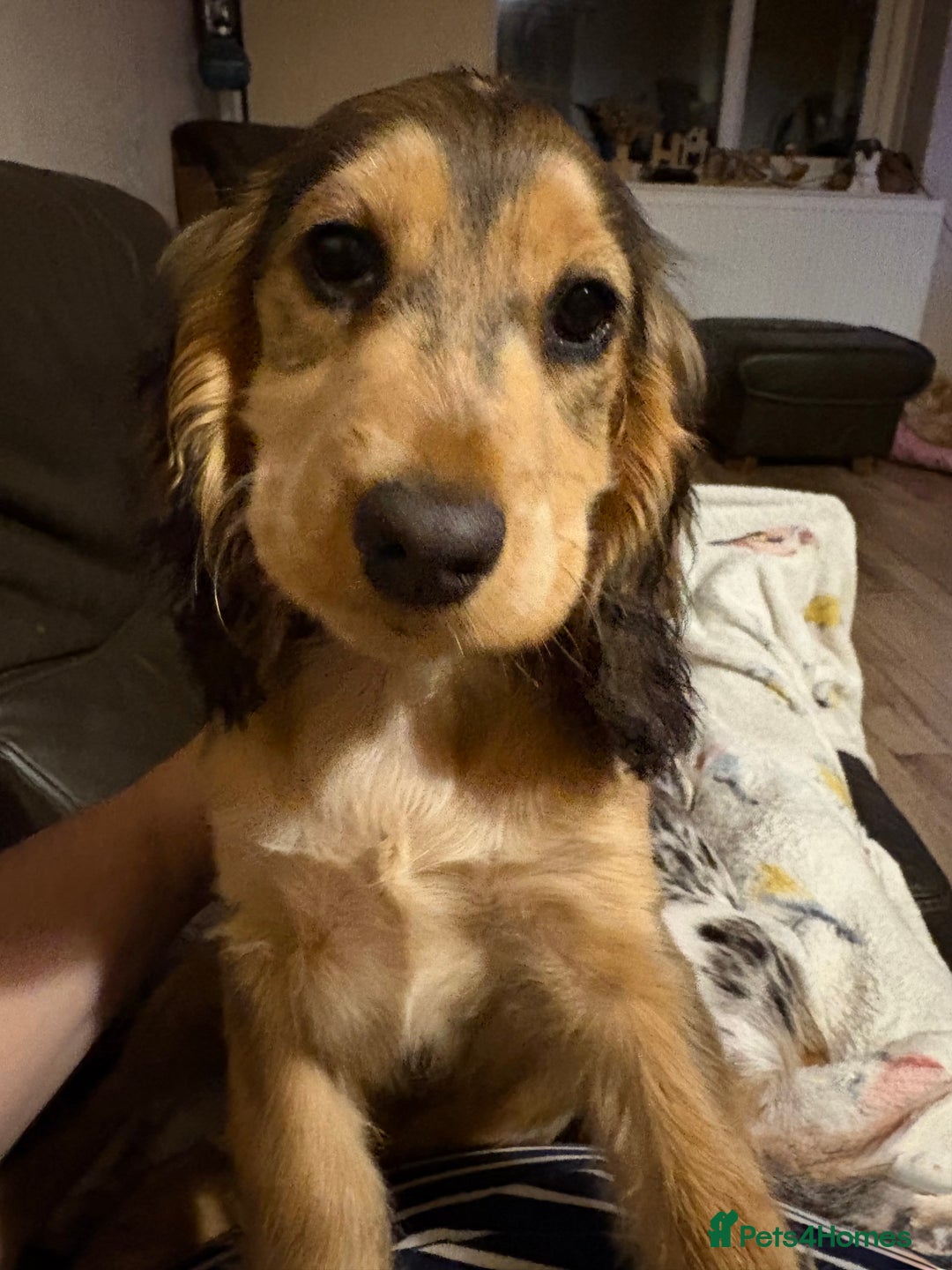 Cocker Spaniel dogs for sale: Show Cocker Spaniel female puppy - Advert 1