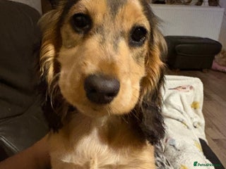 Cocker Spaniel dogs Show Cocker Spaniel female puppy - Advert 1