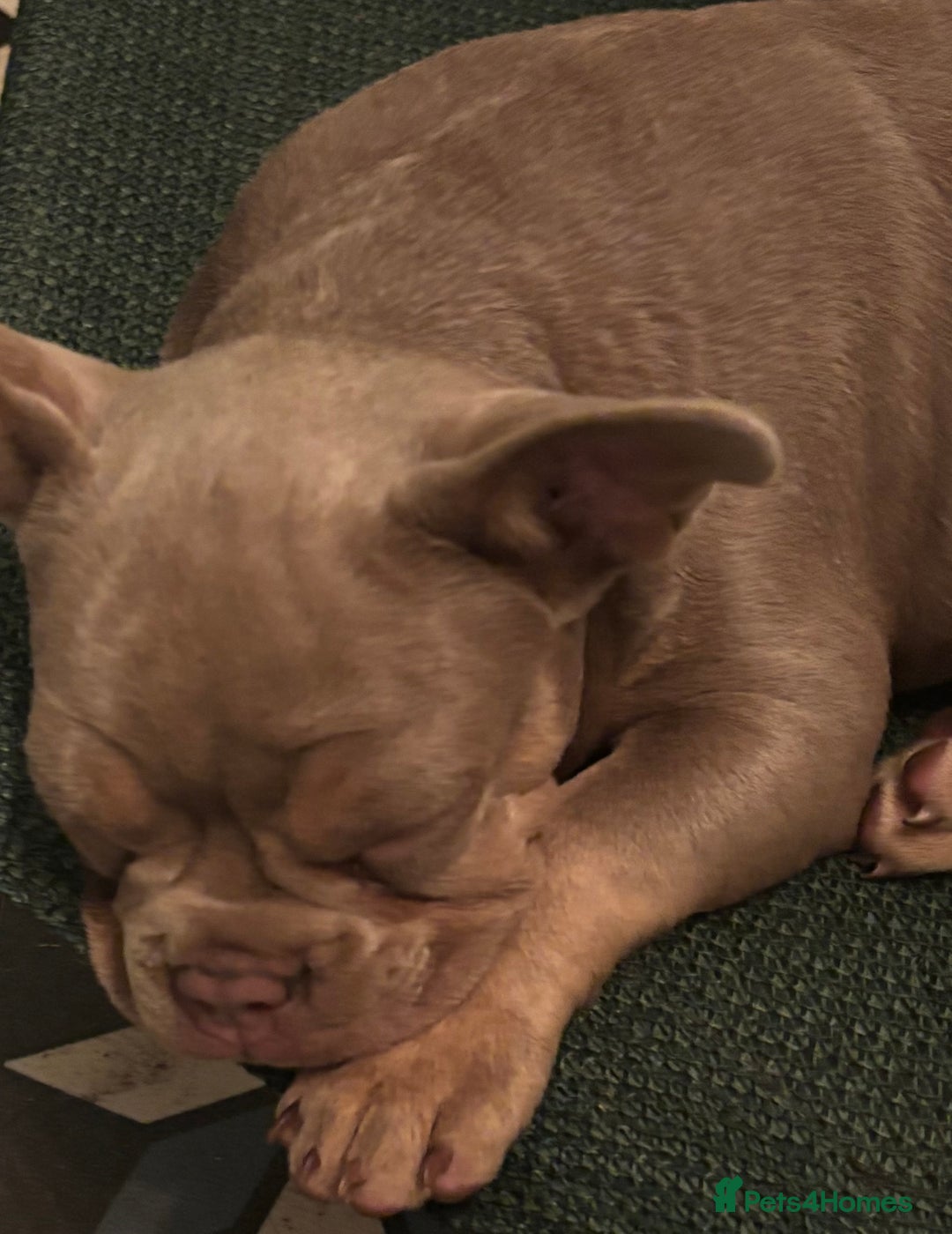 French Bulldog dogs for sale: Isabella wrapped in cream, fluffy carrier - Image 10
