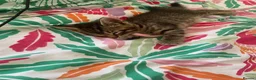Mixed Breed cats for sale: Kittens - Advert 6