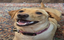 Labrador Retriever dogs for sale: Nova our bouncy young lady - Image 5