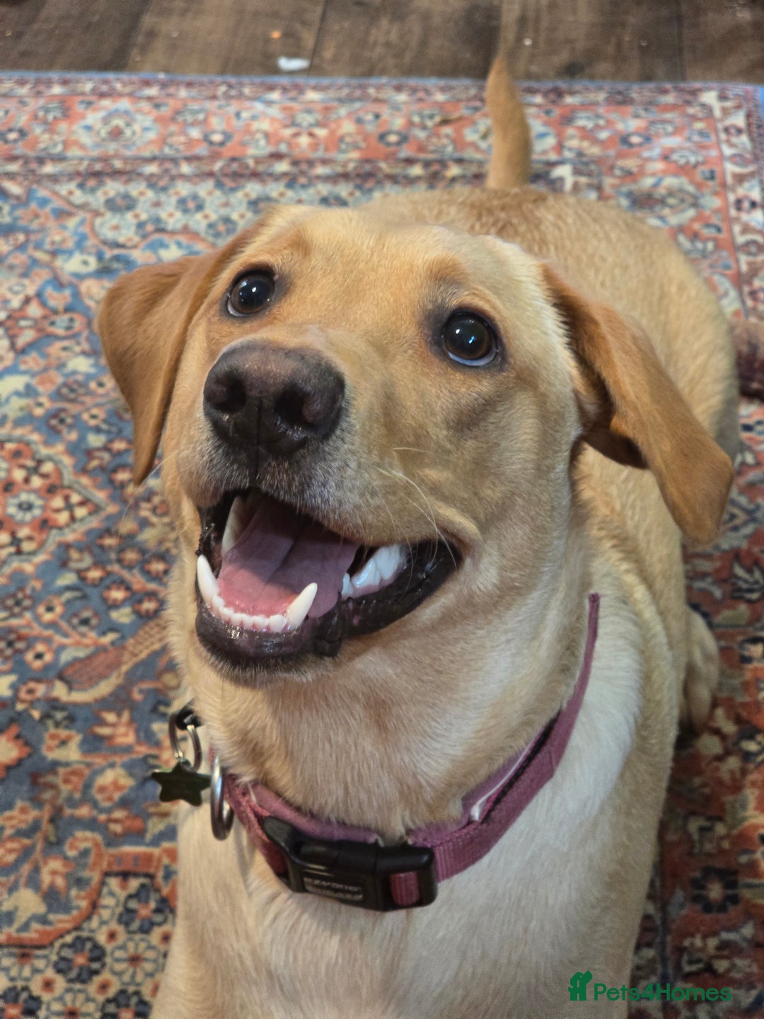 Labrador Retriever dogs for sale: Nova our bouncy young lady - Image 5