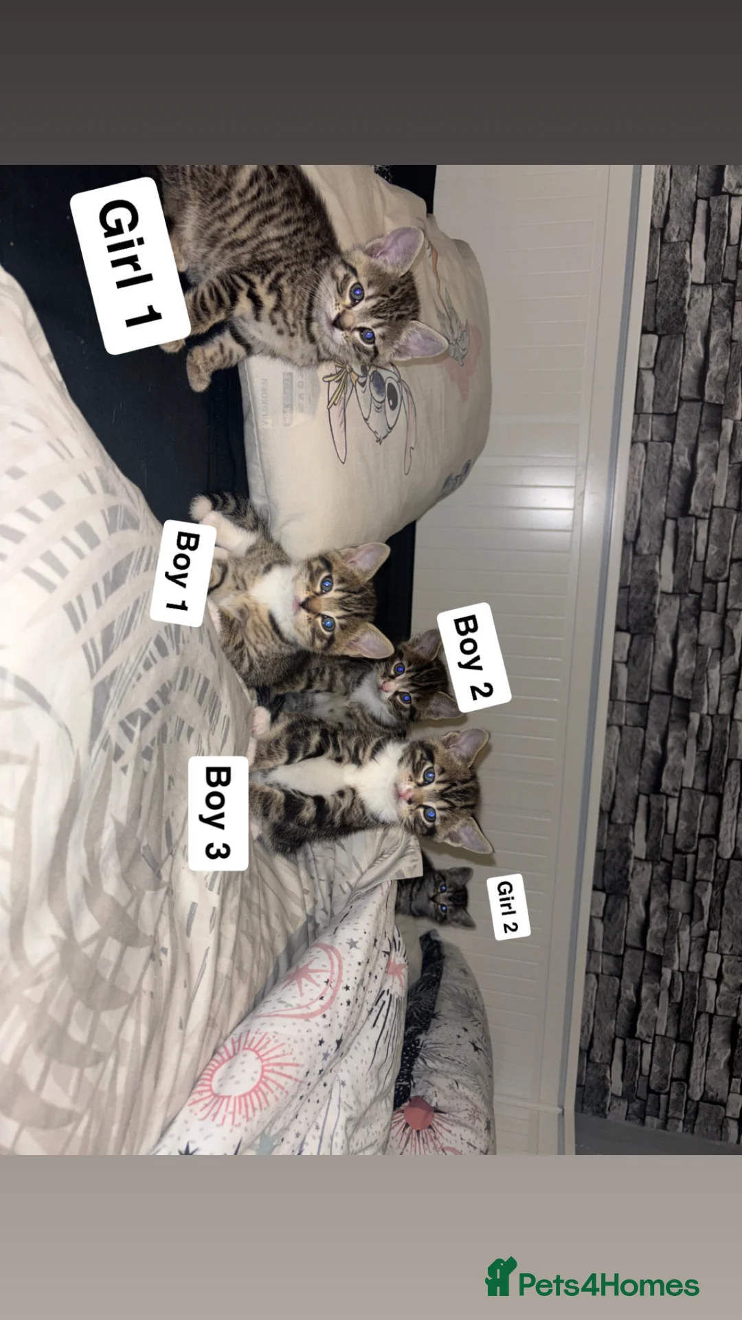Mixed Breed cats for sale: 4 beautiful kittens ready to go now - Advert 14