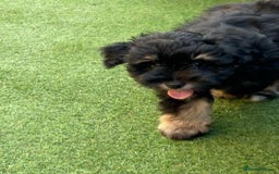 Miniature Schnauzer dogs for sale: LAST BOY READY TO LEAVE - Image 14