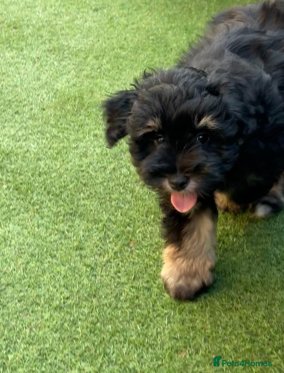 Miniature Schnauzer dogs for sale: LAST BOY READY TO LEAVE - Image 14