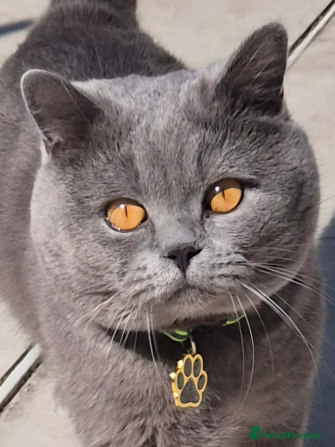 British Shorthair cats for sale: GCCF reg activ BSH blue male lookin for new home  - Advert 5