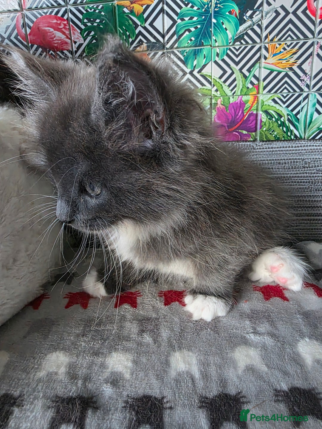 Maine Coon cats for sale: Beautiful  Meincoon  kitten - Advert 8