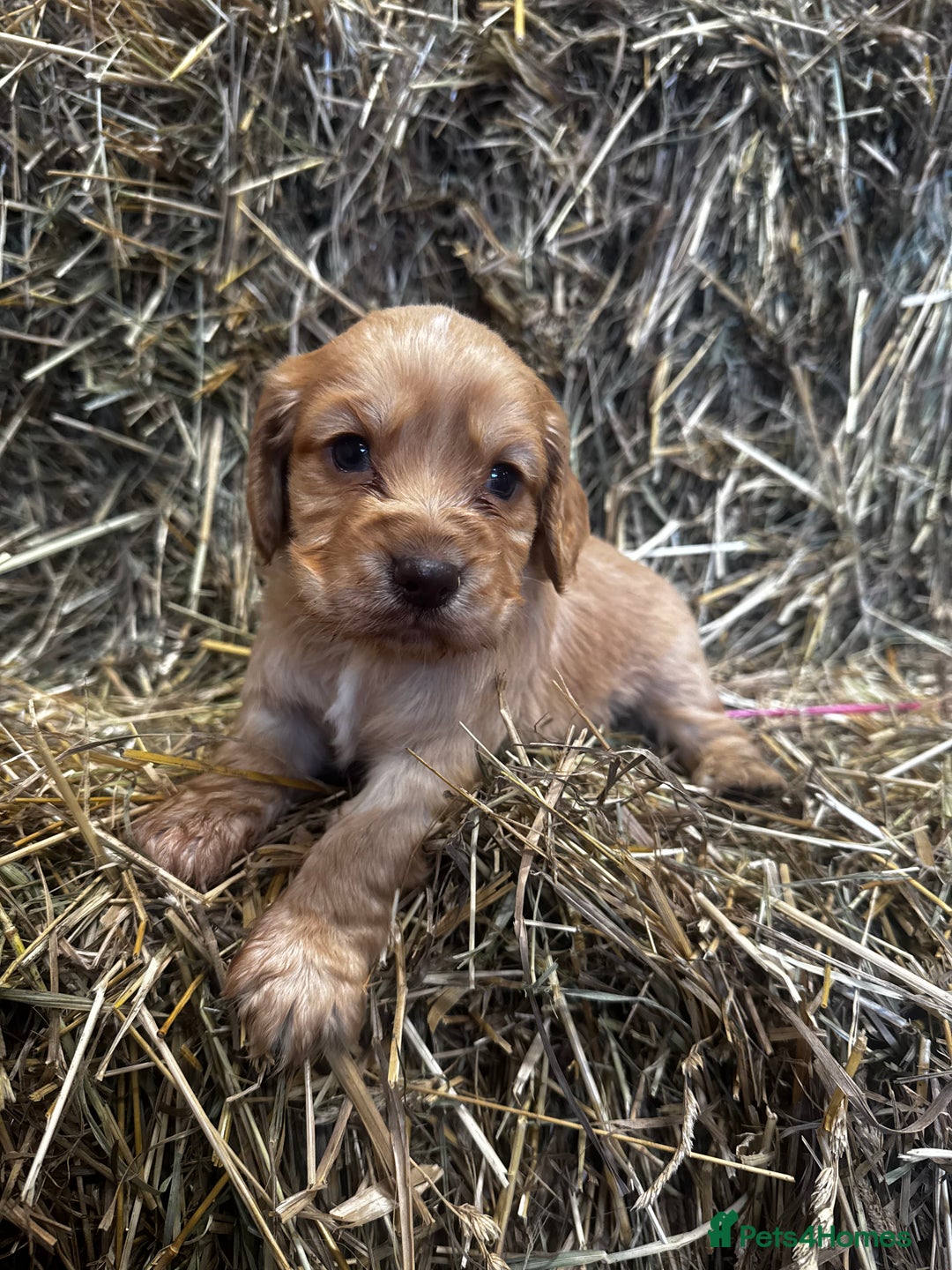 Cocker Spaniel dogs for sale: Health Tested Clear KC Registered Working Cockers - Advert 3