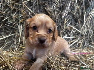 Cocker Spaniel dogs Health Tested Clear KC Registered Working Cockers - Advert 1