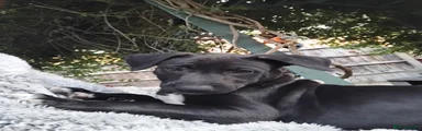 Lurcher 3