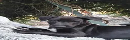 Lurcher dogs for sale: Bedlington greyhound x bull lurcher pups - Advert 8